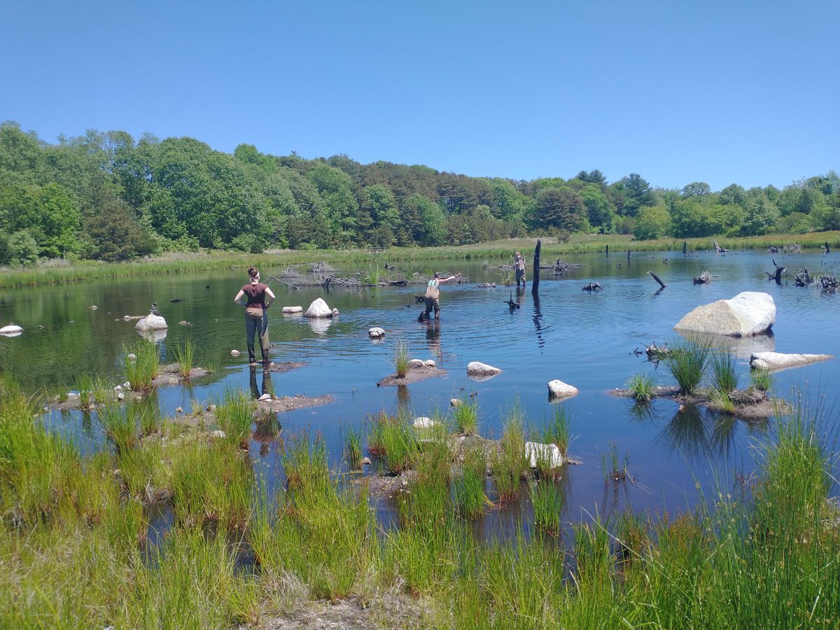 Foothills pond in June