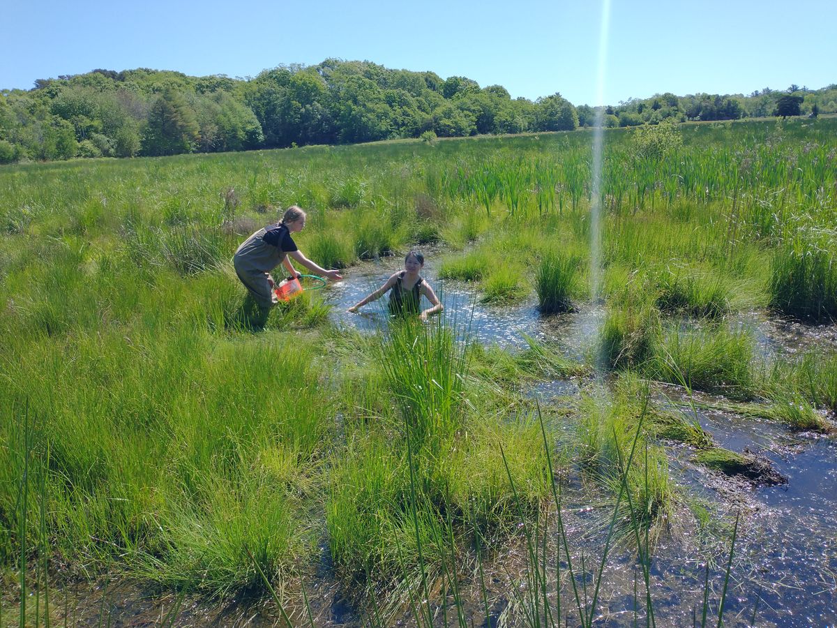 Foothills pond in June
